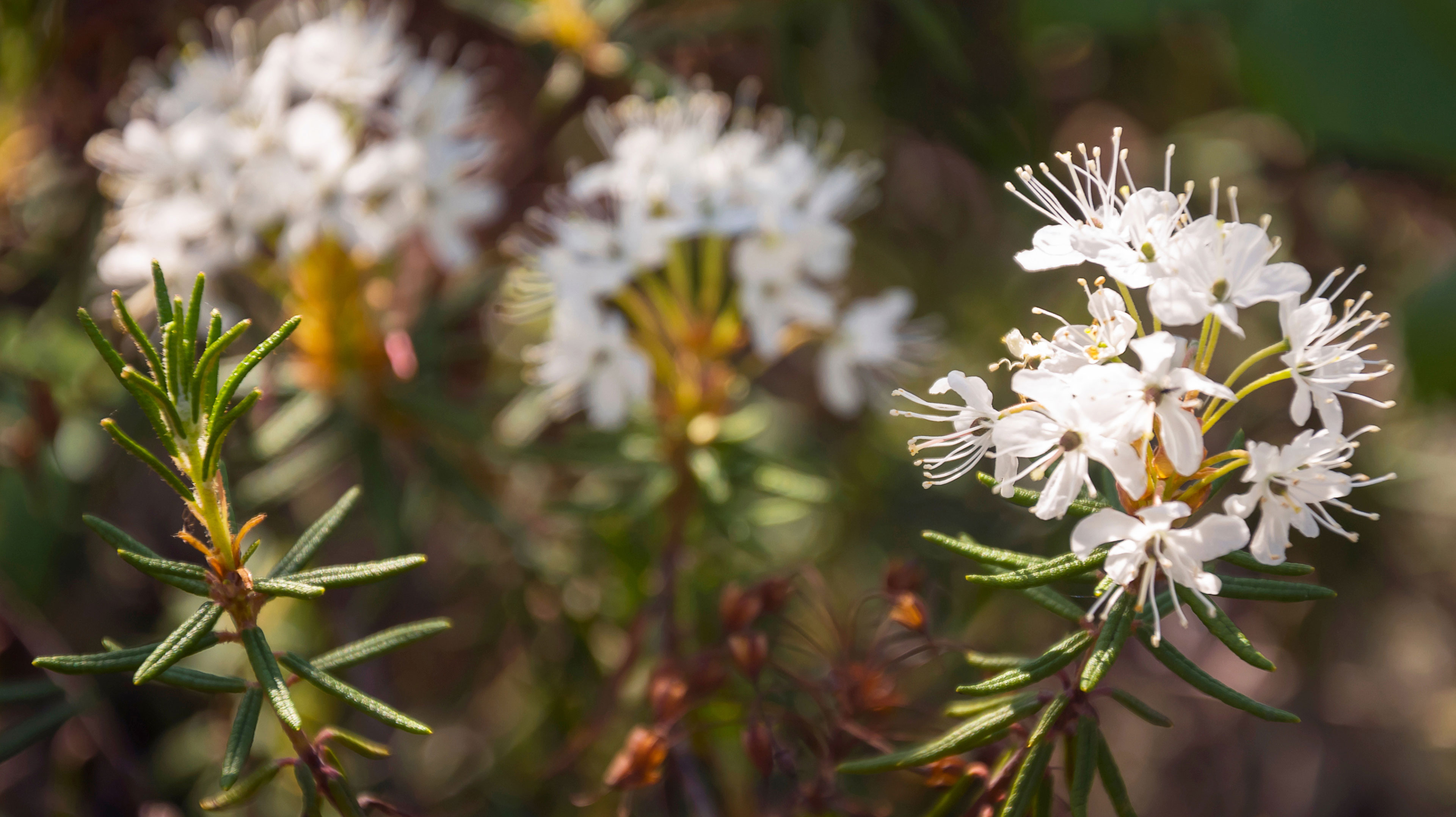 rojovník bahenní (Ledum palustre)