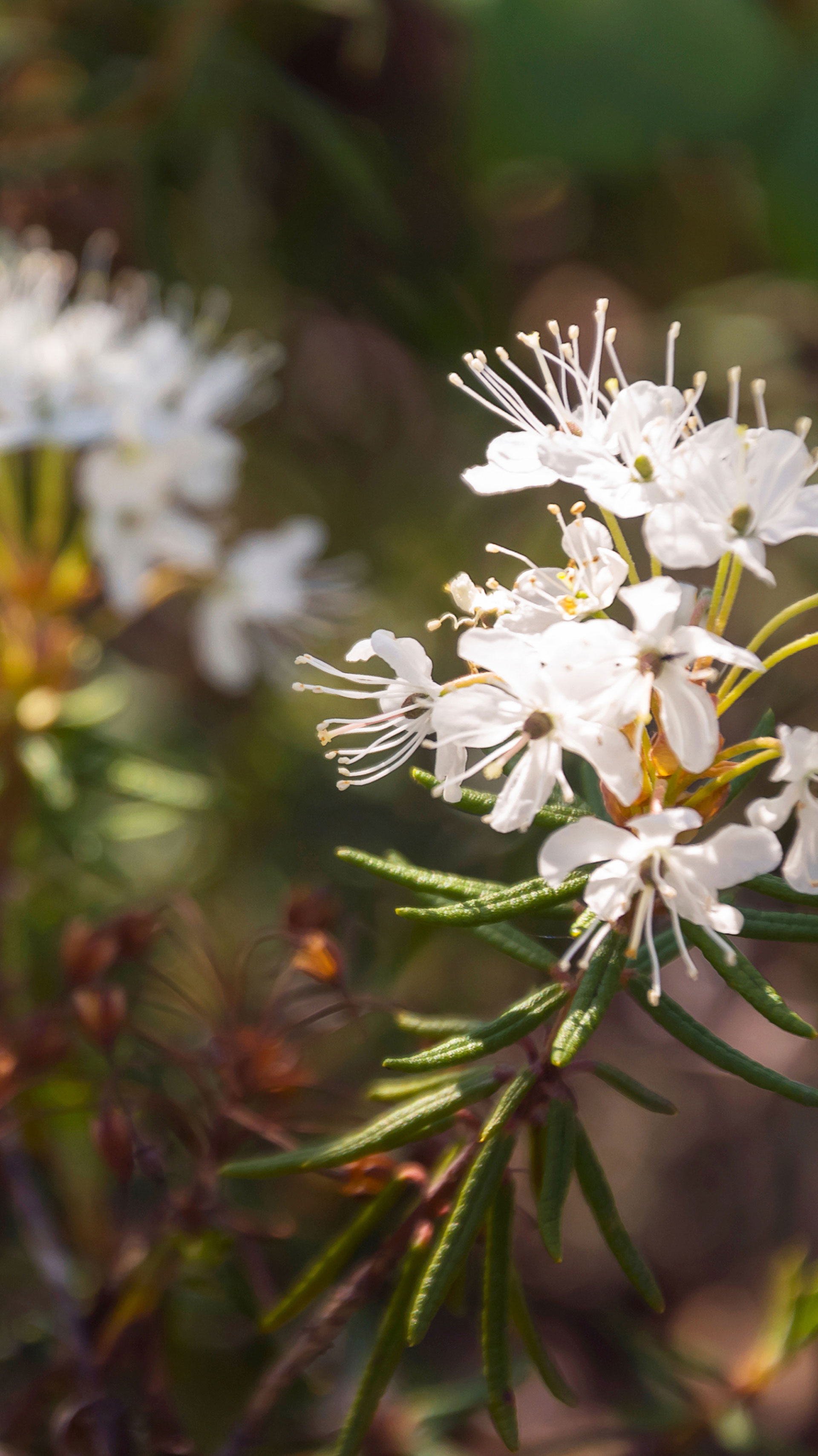 rojovník bahenní (Ledum palustre)
